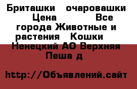 Бриташки - очаровашки.  › Цена ­ 3 000 - Все города Животные и растения » Кошки   . Ненецкий АО,Верхняя Пеша д.